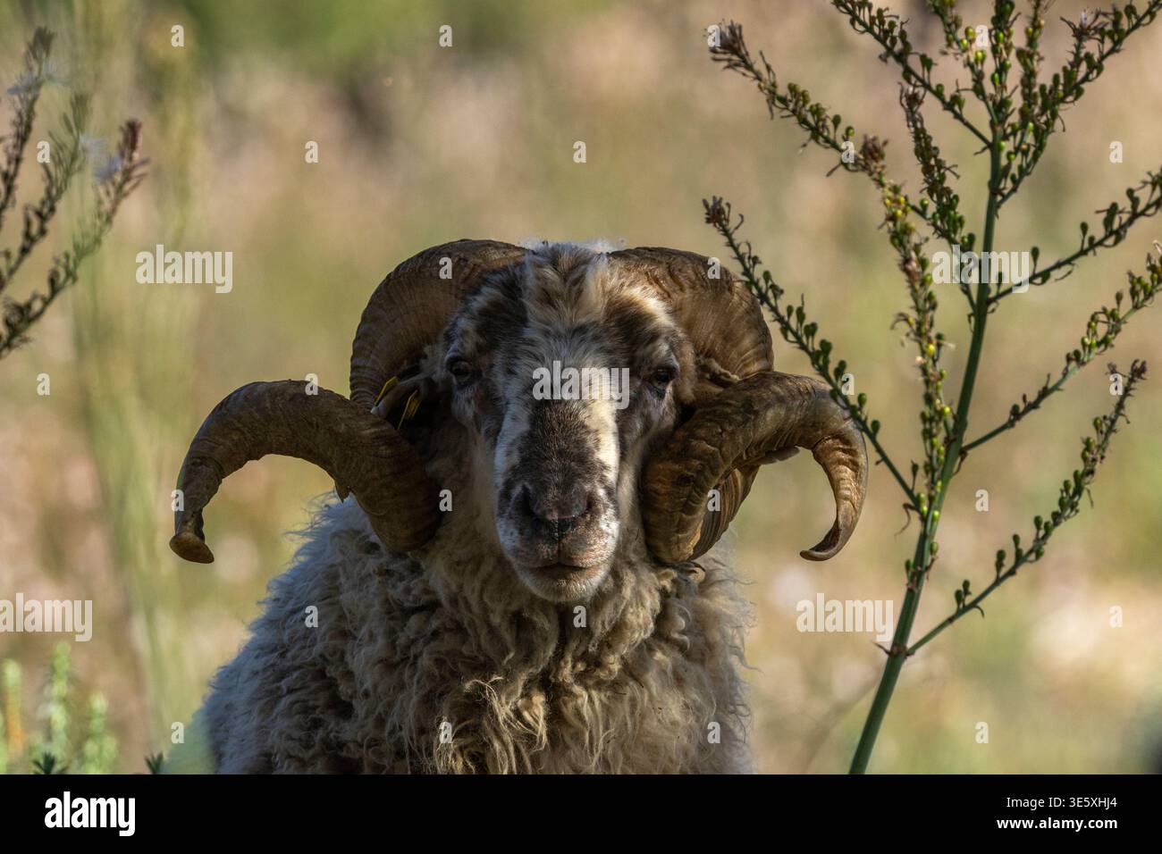 Pecore a corna lunga, Serra de Tramuntana, catena montuosa, isola spagnola di Maiorca, Spagna. Foto Stock