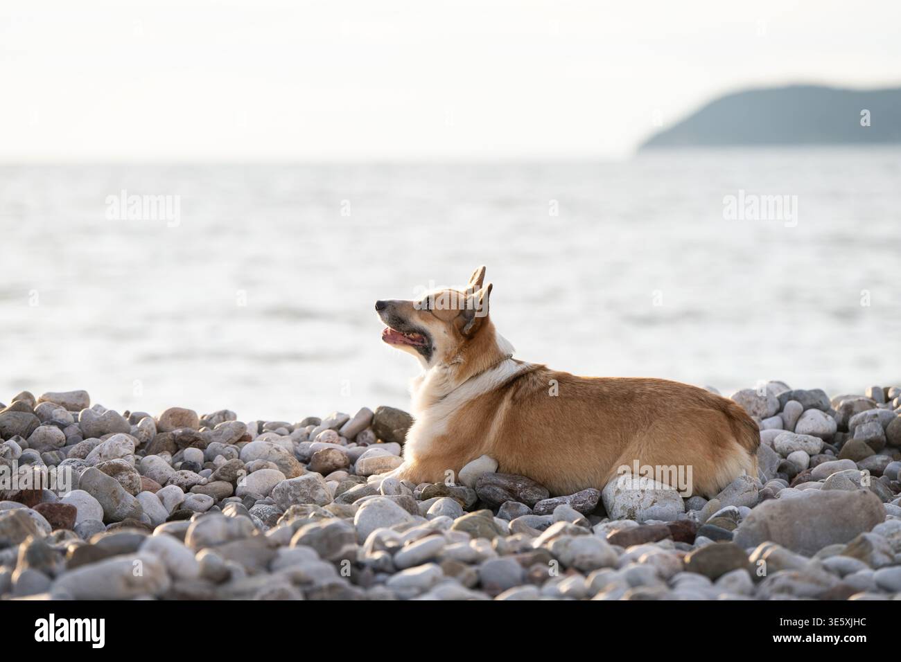 Pembroke Welsh Corgi si rilassa sulla Pebble Beach by Sea in luce naturale Foto Stock