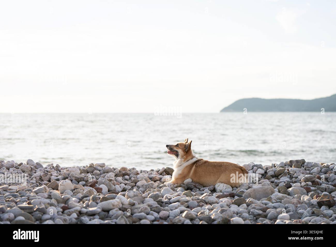 Pembroke Welsh Corgi seduto da solo sul Minimal Pebble Beach Landscape con Sea Horizon Foto Stock