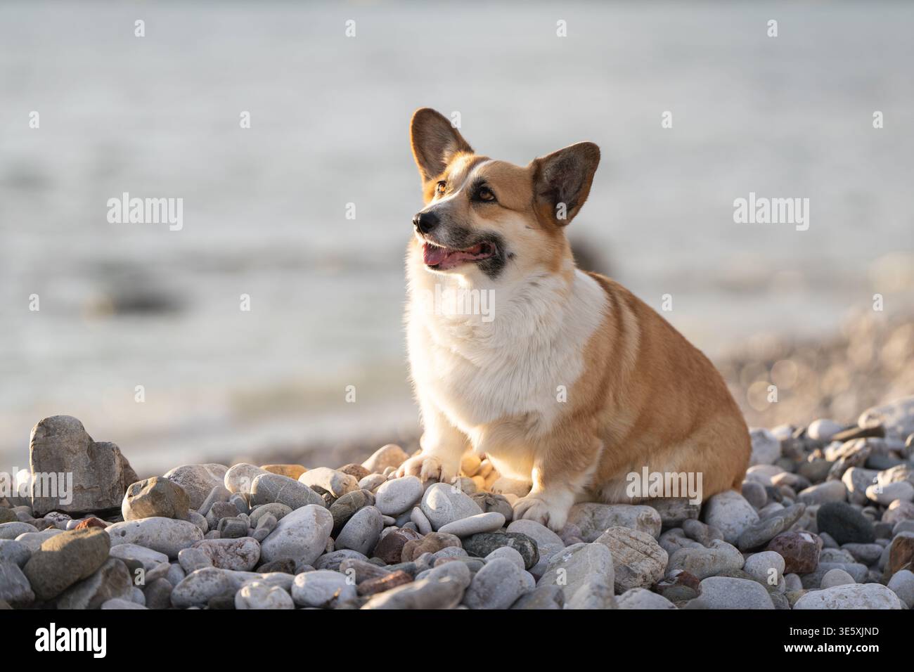 Sorridente Pembroke Welsh Corgi seduto su Rocky Beach con rilassata espressione sul mare Foto Stock
