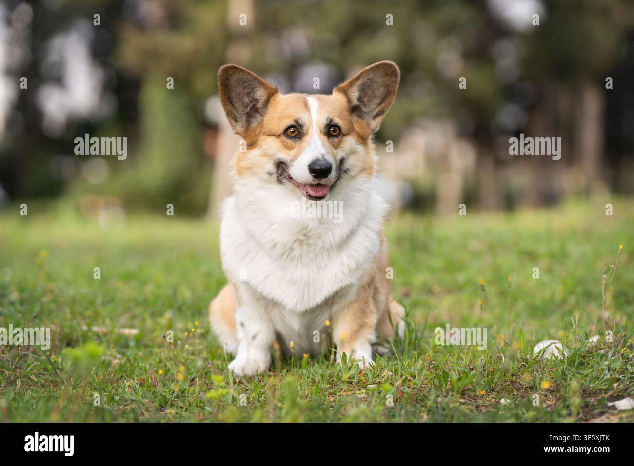 Pembroke Welsh Corgi in piedi sull'erba verde in un ritratto all'aperto di luce naturale Foto Stock