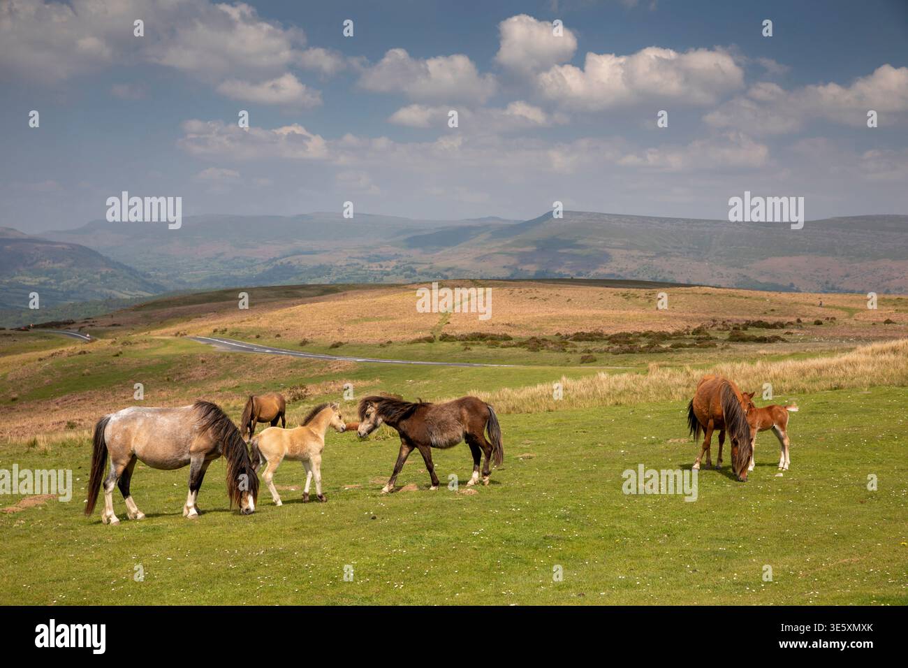 Regno Unito, Galles, Powys, Brecon Beacons, cavalli che pascolano sopra Llangynidr Foto Stock