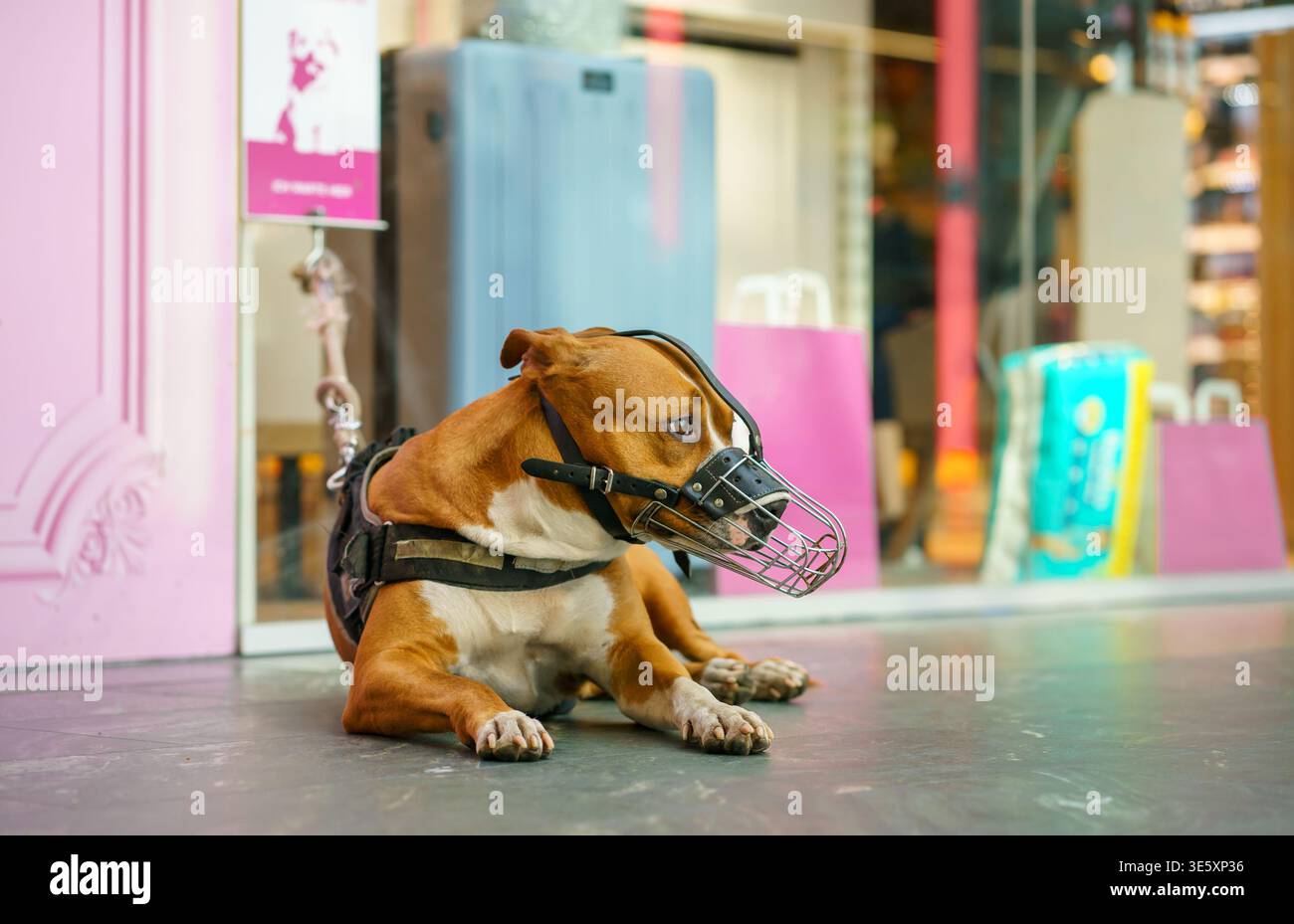 Cane di tipo toro con museruola adagiata sul marciapiede vicino alla vetrina del negozio, animali domestici in città, attrezzature di sicurezza, comportamento all'aperto calmo, scena cittadina Foto Stock