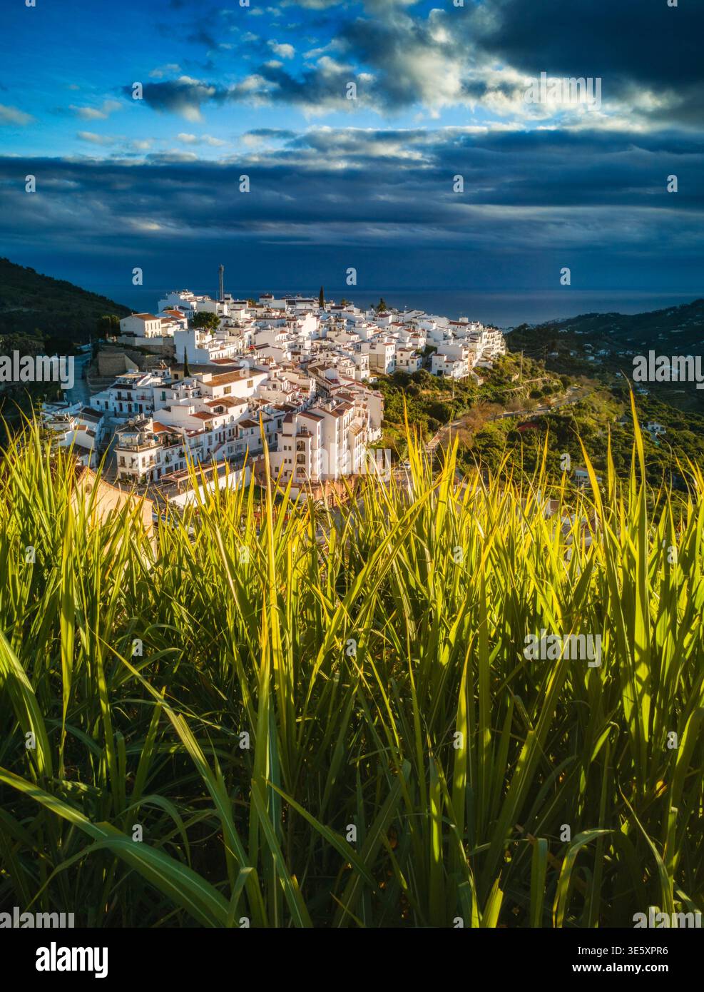 Canna da zucchero e il villaggio bianco di Frigiliana, provincia di Malaga, Andalusia, Spagna Foto Stock