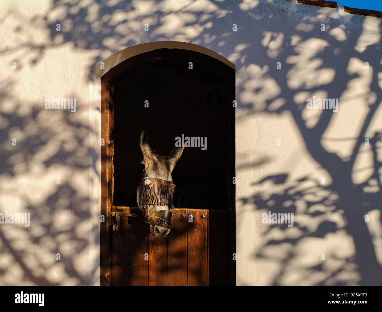 Asino in stalla, Frigiliana, Provincia di Malaga, Andalusia, Spagna Foto Stock