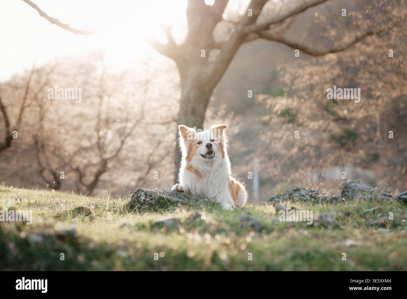 Border Collie seduto nel prato con la luce del sole alle spalle: Tranquillo ritratto all'aperto di Border Collie con retroilluminazione brillante. Foto Stock