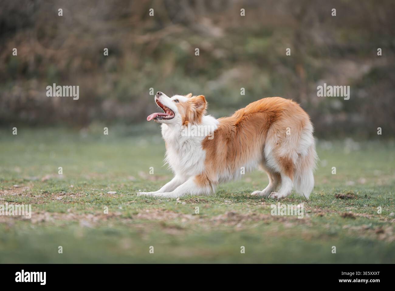 Border Collie in piedi allerta in campo dopo aver giocato: Border Collie guarda al lato, attento e pronto a continuare a giocare. Foto Stock