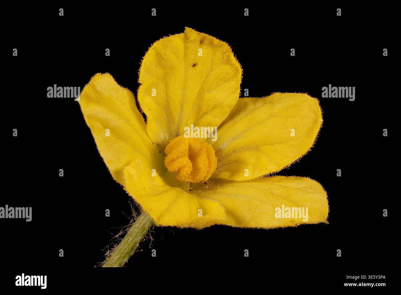 Anguria dolce (Citrullus lanatus). Primo piano di fiori laminati Foto Stock