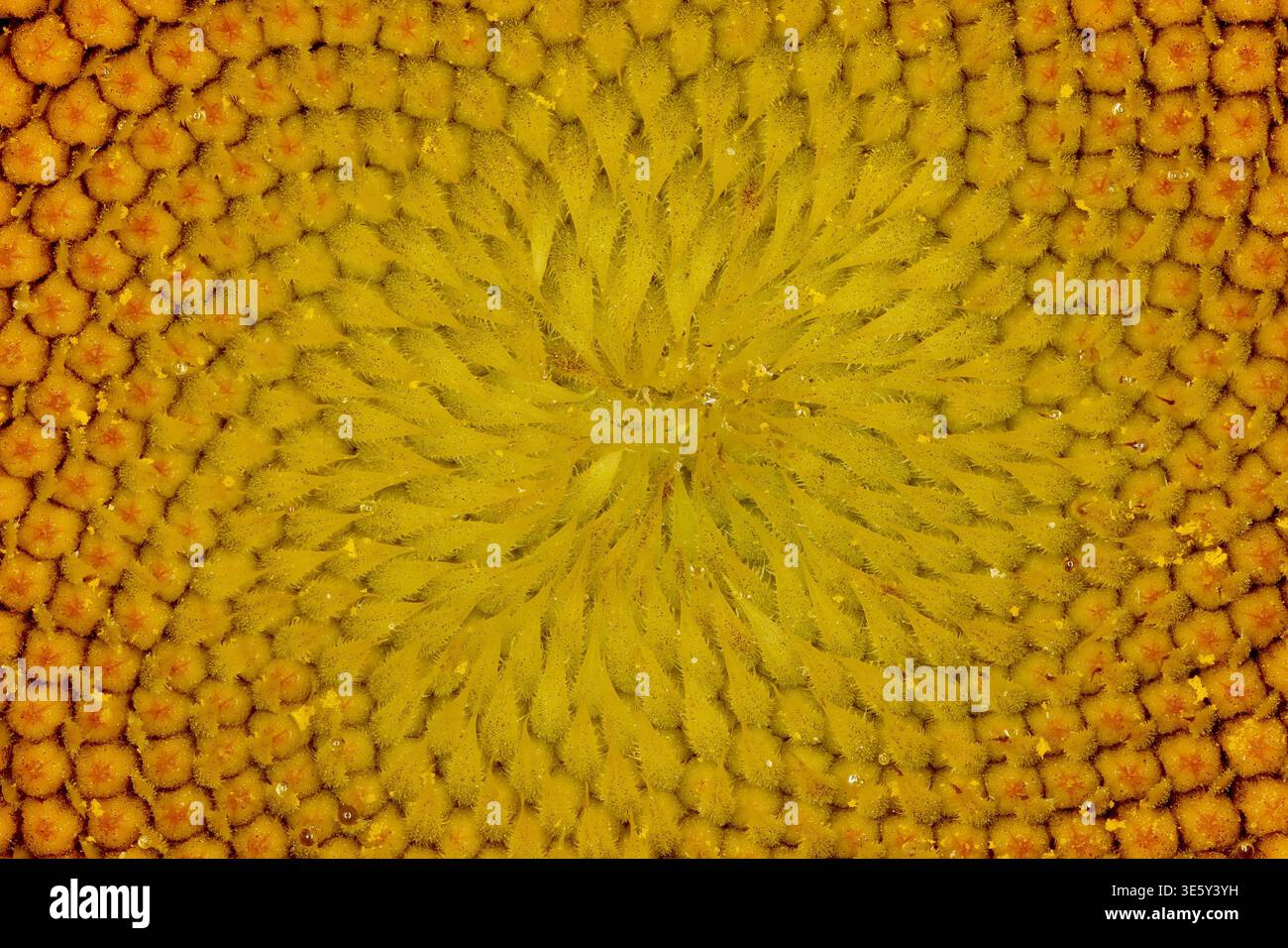 Girasole comune (Helianthus annuus). Primo piano dei fiori a disco non aperti Foto Stock