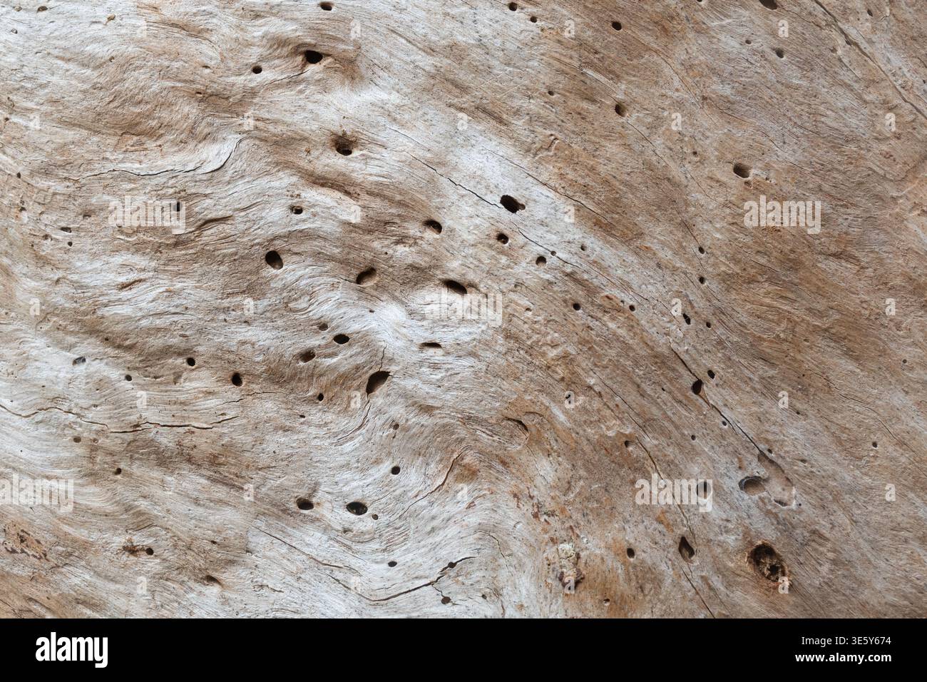 Primo piano di un tronco di albero morto con molti fori fatti da coleotteri o altri invertebrati, Regno Unito Foto Stock