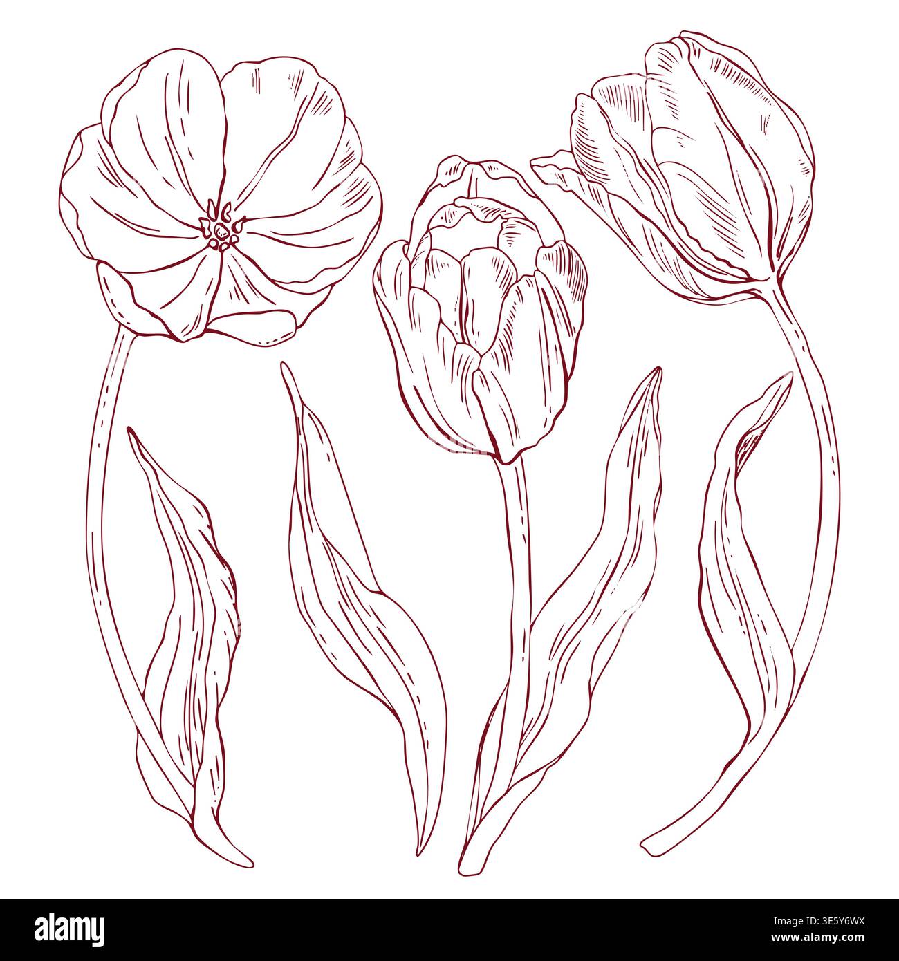 Set di tulipani vettoriali, disegno di linee a mano libera, tracciati, disegni di linee Illustrazione Vettoriale