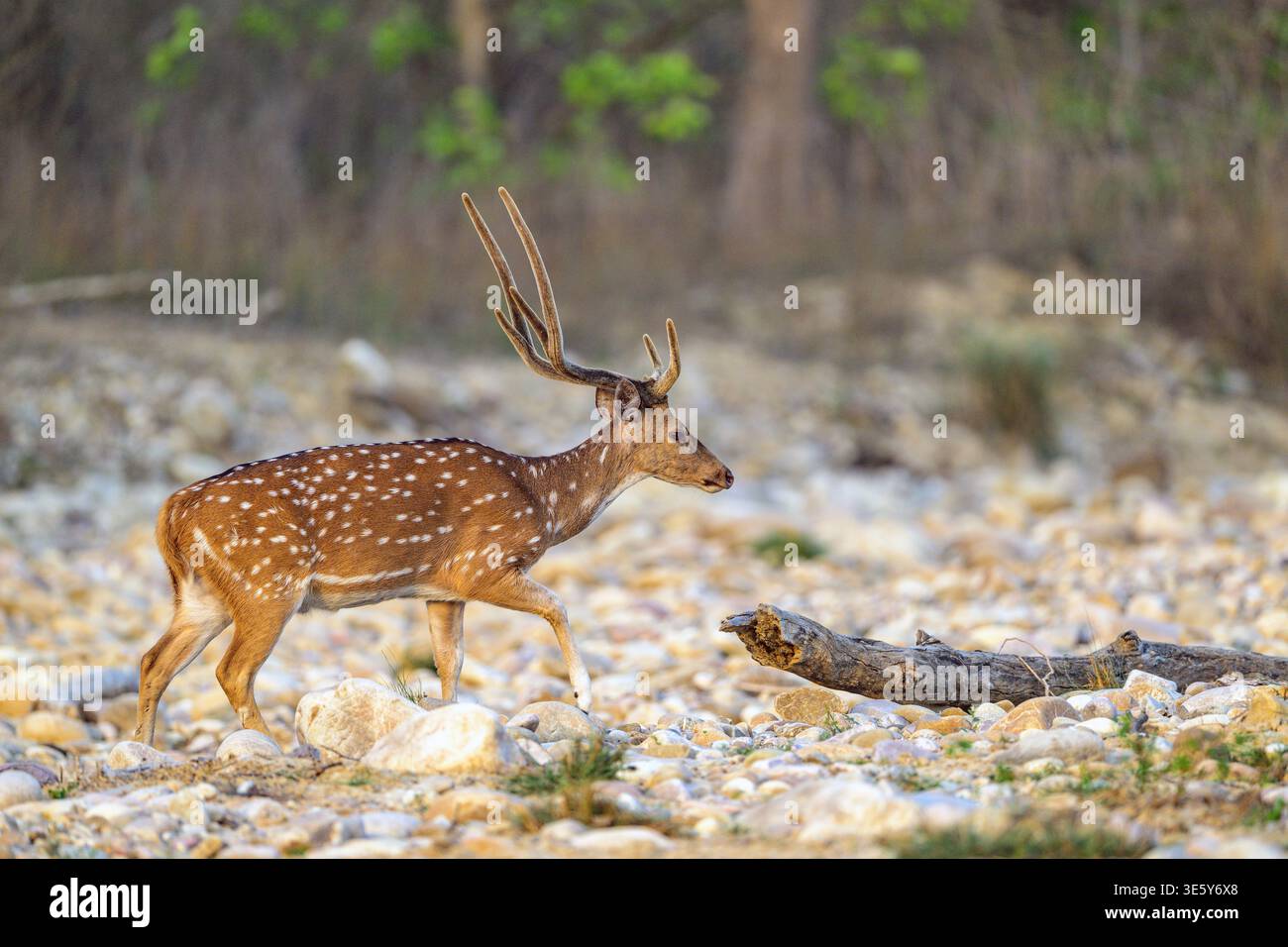 Cervo maculato maschio (asse dell'asse) da Jim Corbett NP, Uttarakhand, India settentrionale. Foto Stock