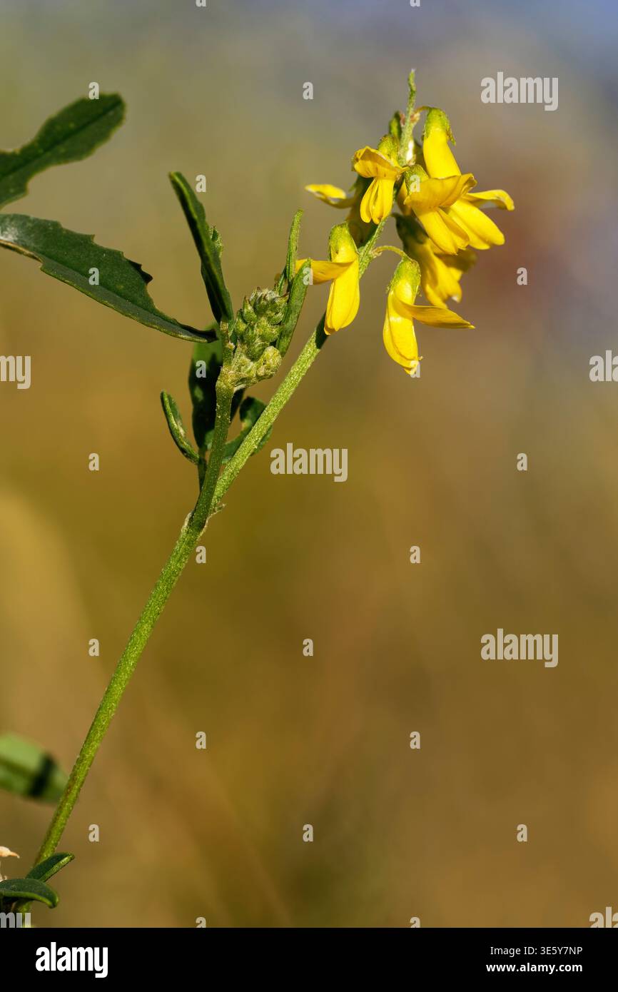 Tintori Greenweed - tinctoria genista primo piano di Spike di Fiore Foto Stock