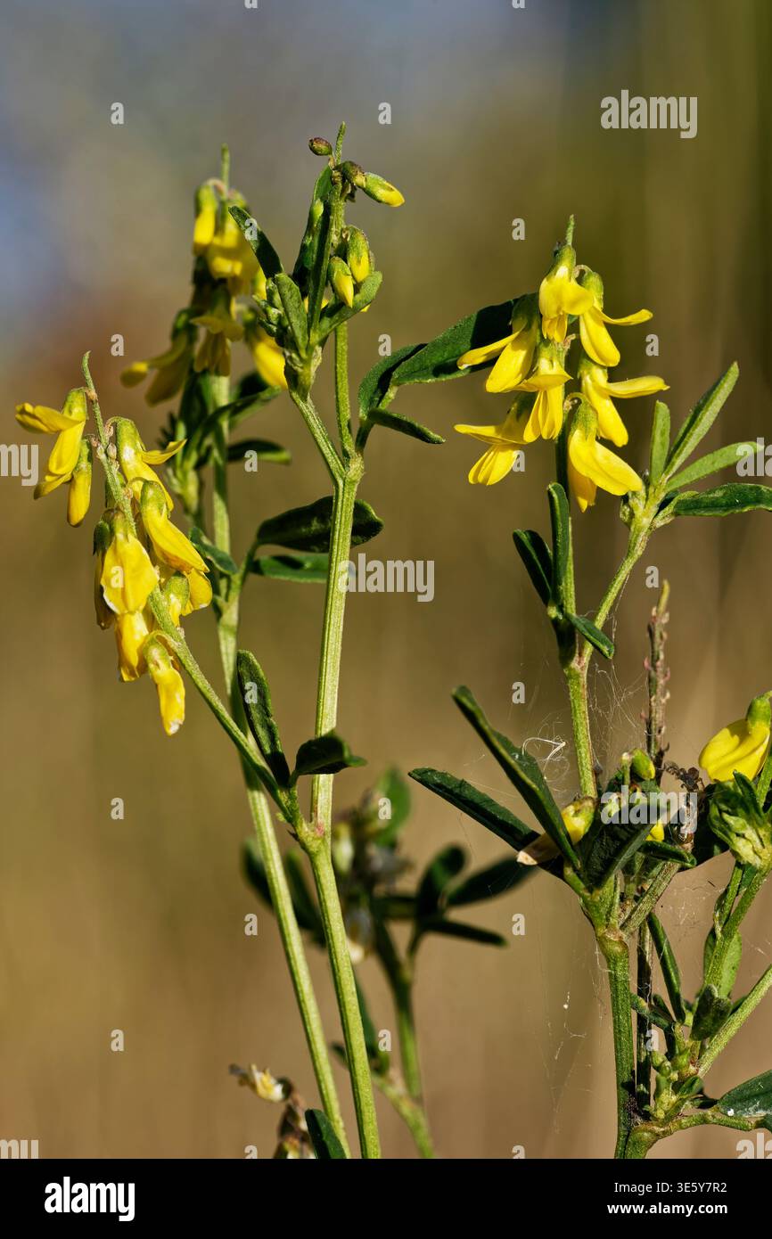 Tinture Greenweed - tintura genista utilizzata come fonte naturale di colorante giallo e verde Foto Stock