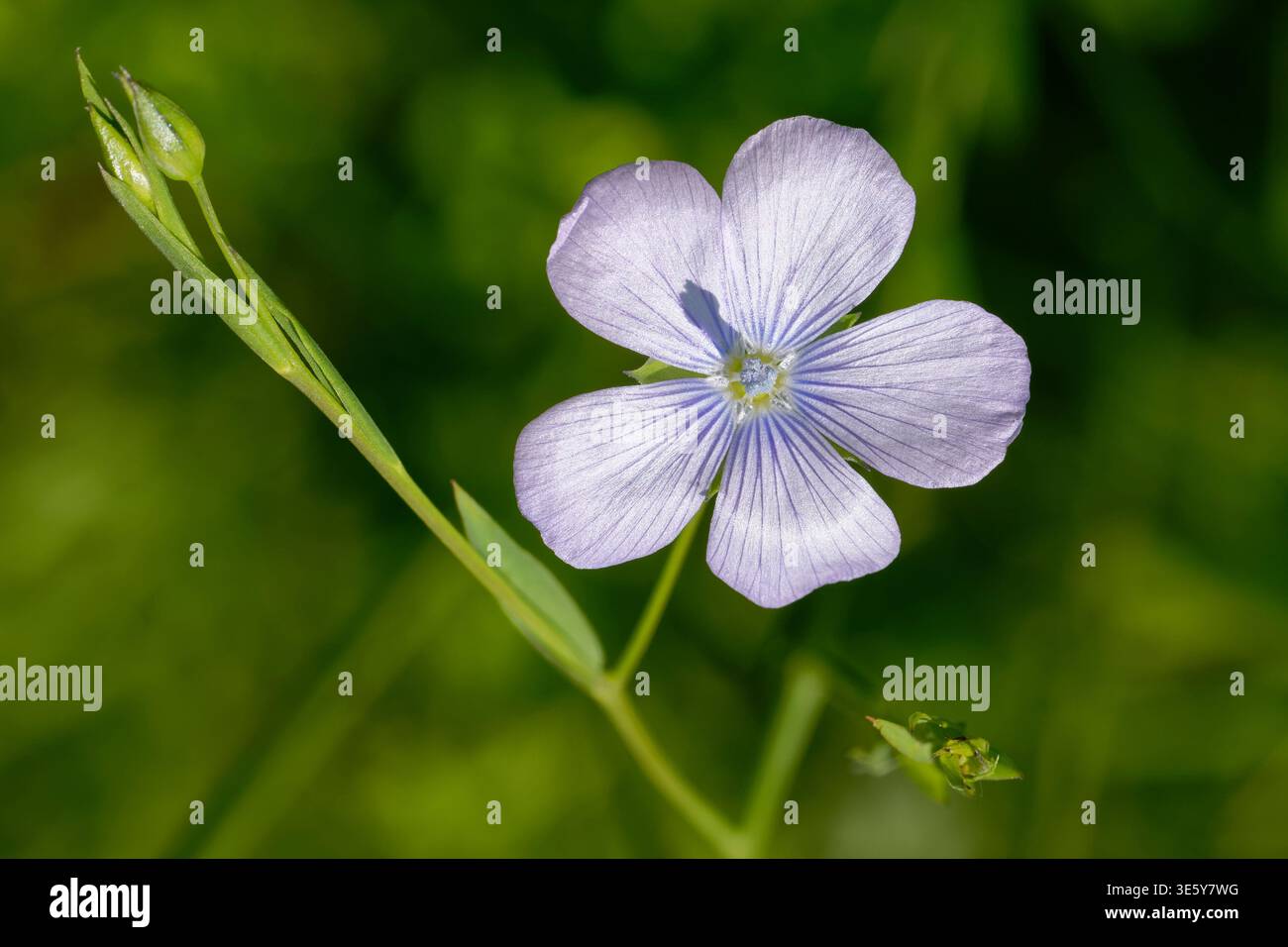 Lino pallido - Linum bienne Fiore e boccioli azzurri piccoli Foto Stock