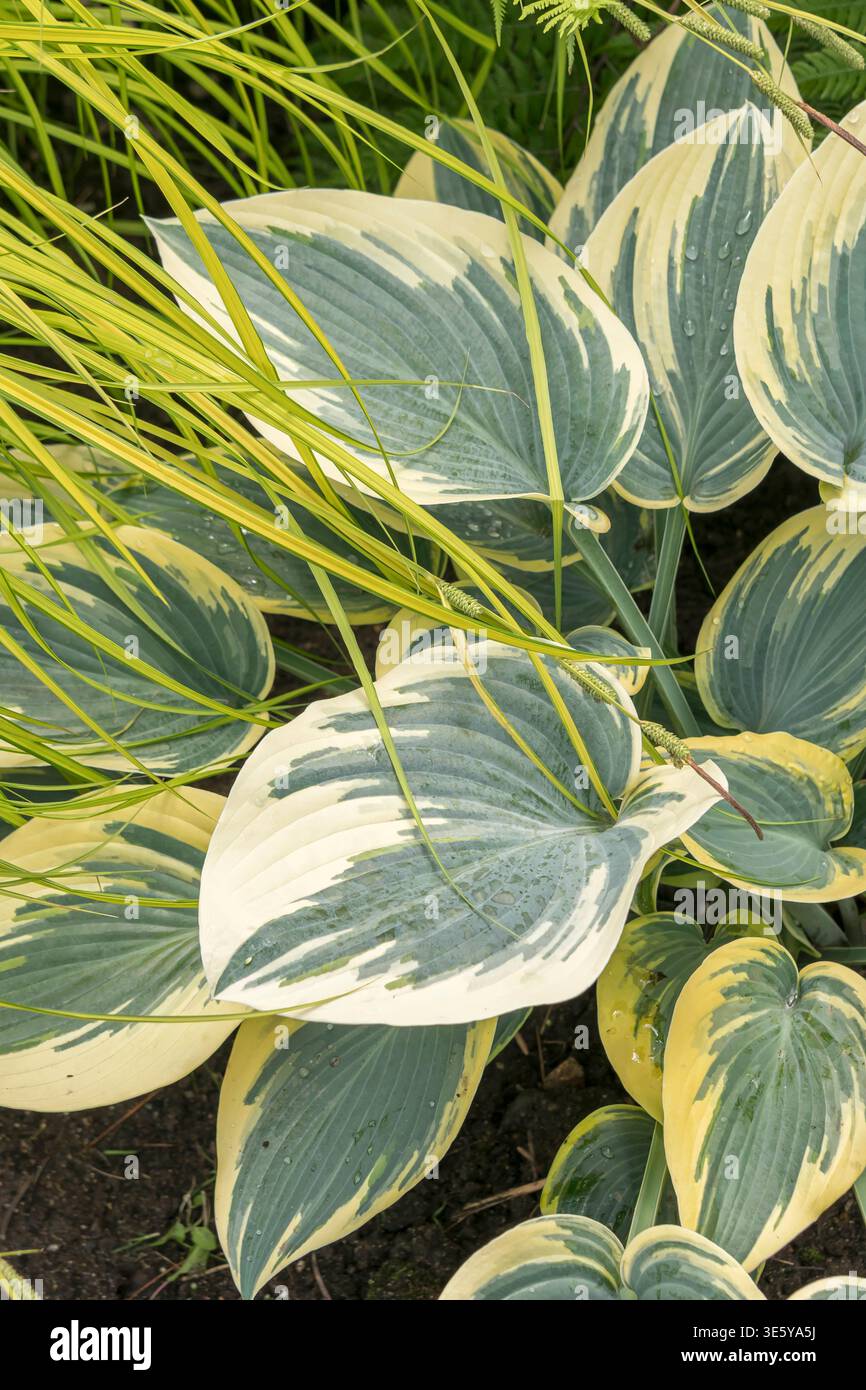 Funkie Hosta First Frost McPHRM *** Funkia Hosta First Frost McPHRM McPHRM Foto Stock