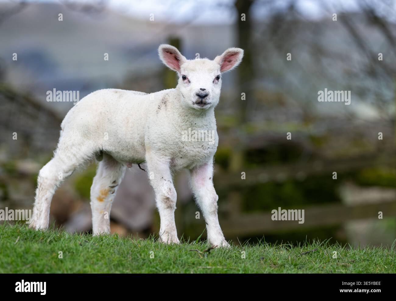 Un giovane agnello bianco che si esibisce orgoglioso in un campo. North Yorkshire, Regno Unito. Foto Stock