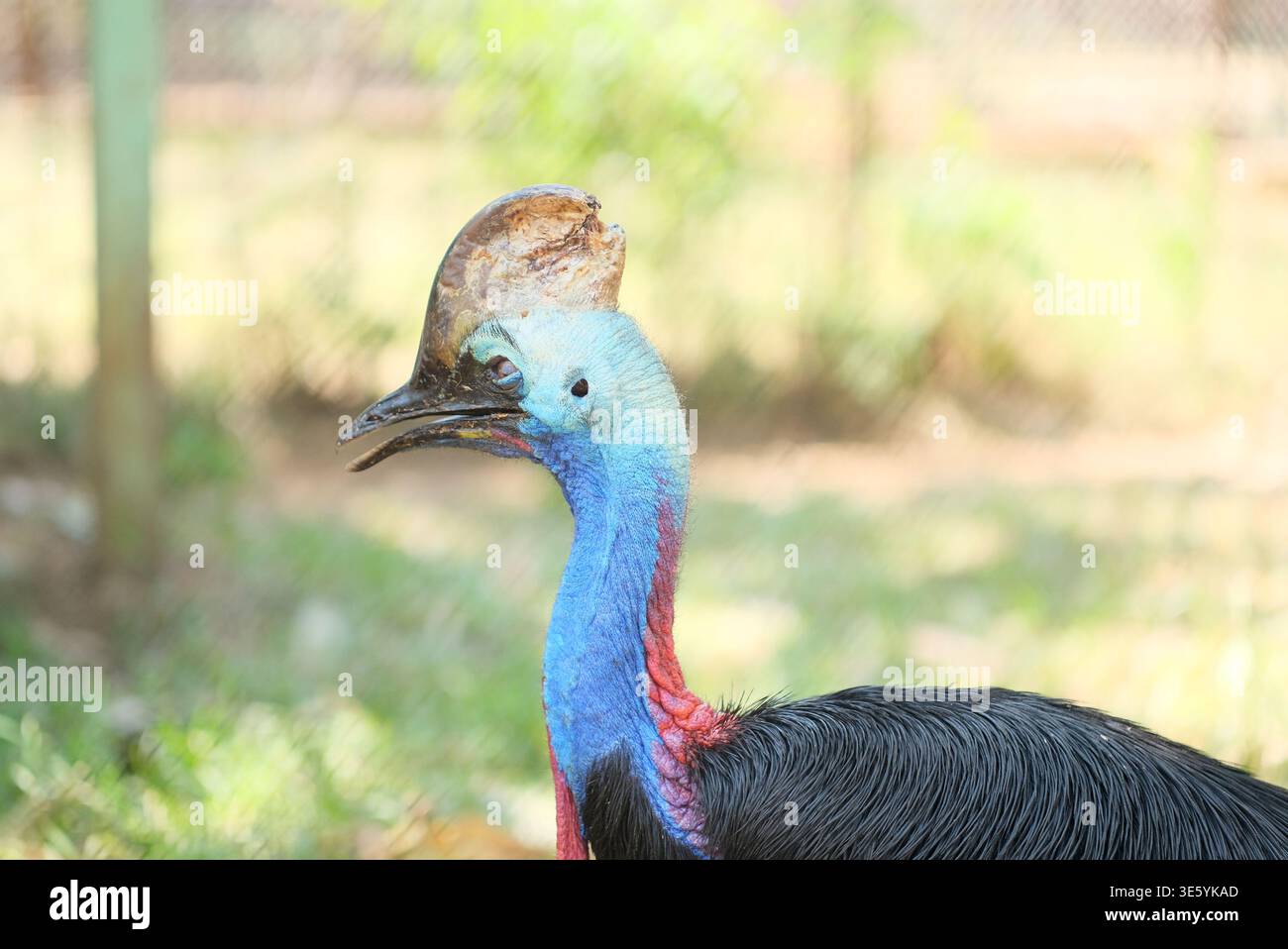 Cassowary - dettaglio ravvicinato di cassowaries, cassowaries in natura. Splendido uccello del Southern Cassirer in natura Foto Stock