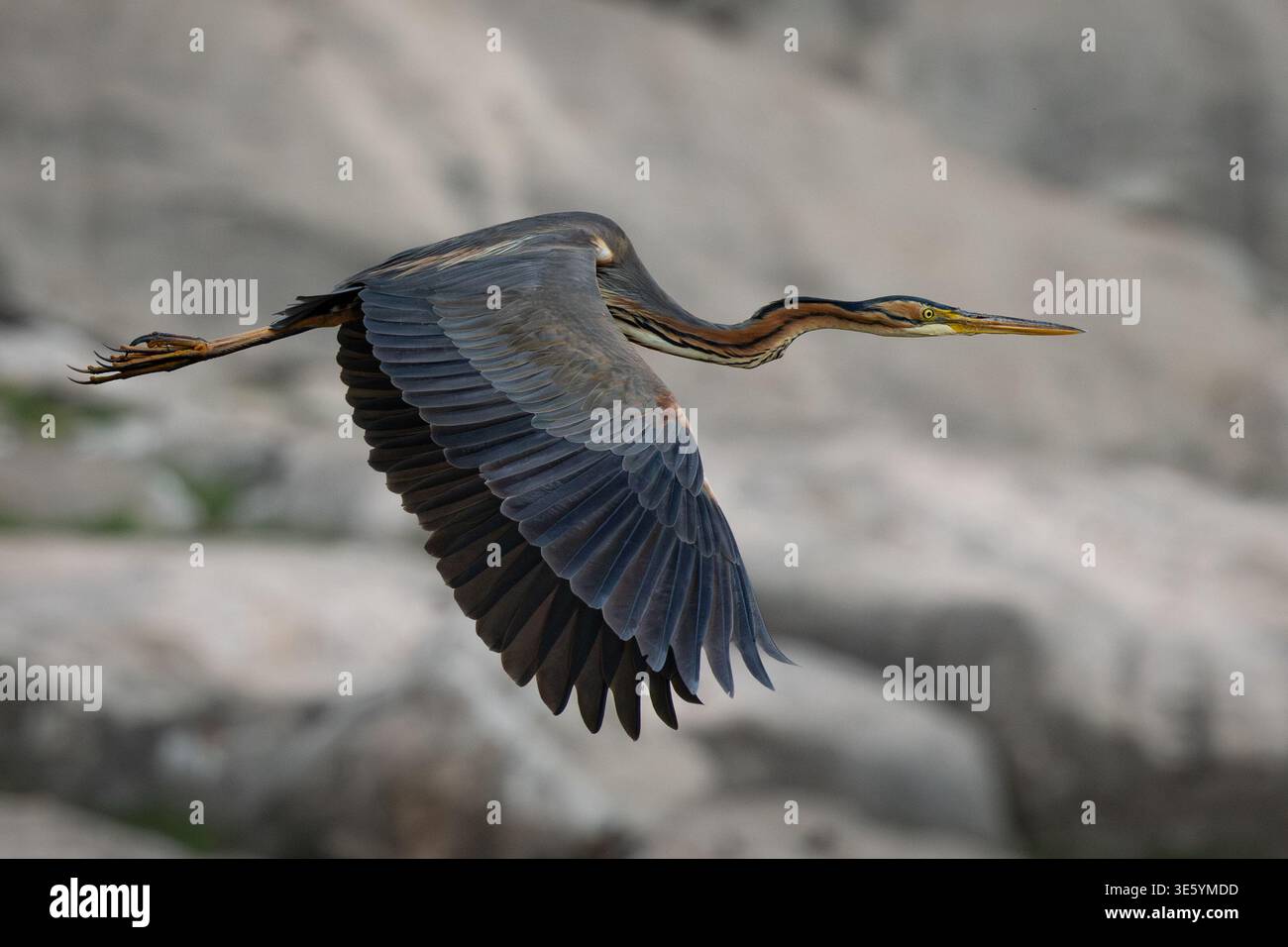 Diyarbakir, Diyarbakir, Turchia. 3 aprile 2026. Un Heron viola (Ardea purpurea) vola sulle pendici dei monti del Tauro sudorientale vicino a Diyarbakir, Turchia. Conosciuta per il suo collo simile a un serpente, si fonde in letti di canne mentre caccia rettili e pesci. (Credit Image: © Dogan Evsan/ZUMA Press Wire) SOLO PER USO EDITORIALE! Non per USO commerciale! Foto Stock