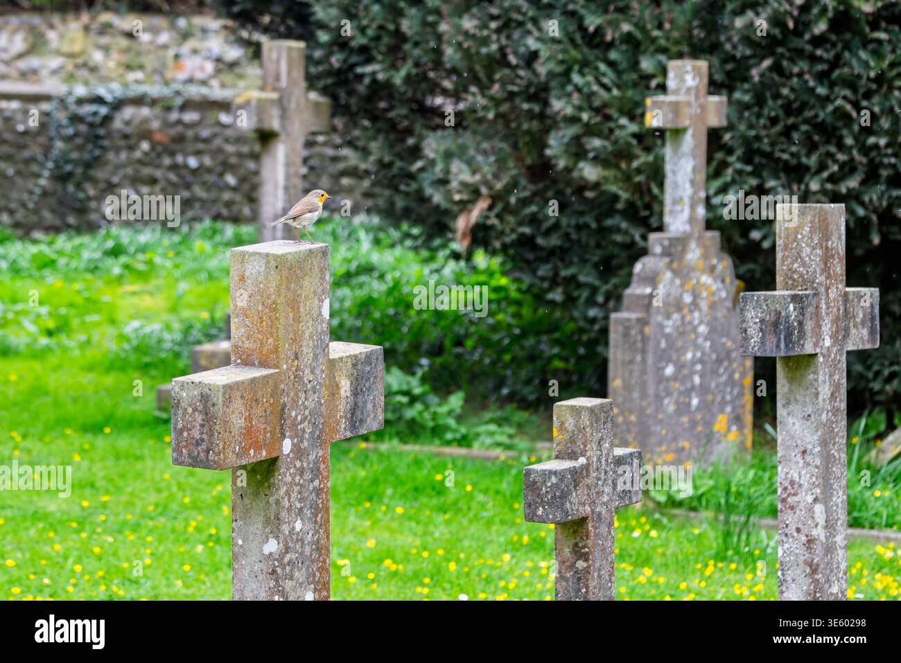 Robin appollaiato in cima a una croce di pietra nel cimitero di Pevensey, East Sussex, Regno Unito Foto Stock