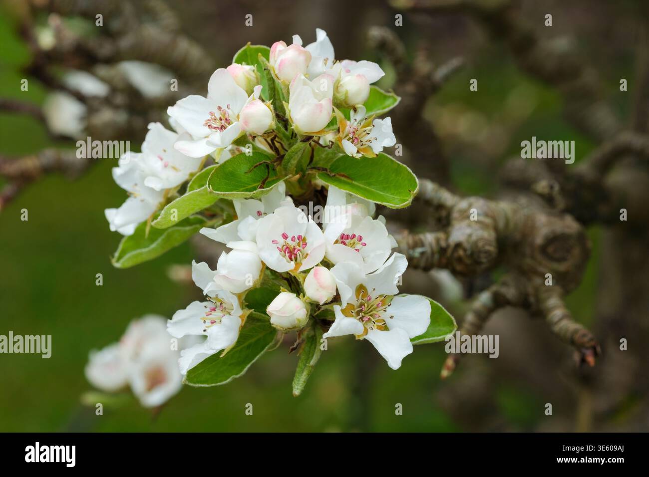 Pyrus communis Bellisime d'Hiver, Pear Bellisime d'Hiver, fiore bianco con una leggera sfumatura rosa all'inizio della primavera Foto Stock