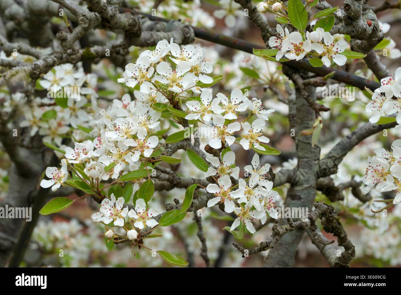 Pyrus communis Louise Bonne di Jersey, pera Louise Bonne di Jersey, fiore bianco con leggera sfumatura rosa all'inizio della primavera Foto Stock