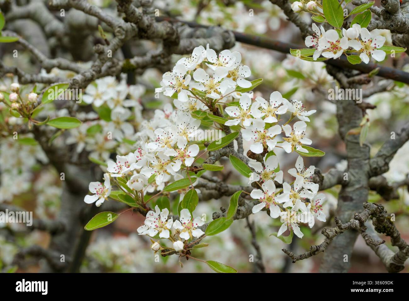 Pyrus communis Louise Bonne di Jersey, pera Louise Bonne di Jersey, fiore bianco con leggera sfumatura rosa all'inizio della primavera Foto Stock