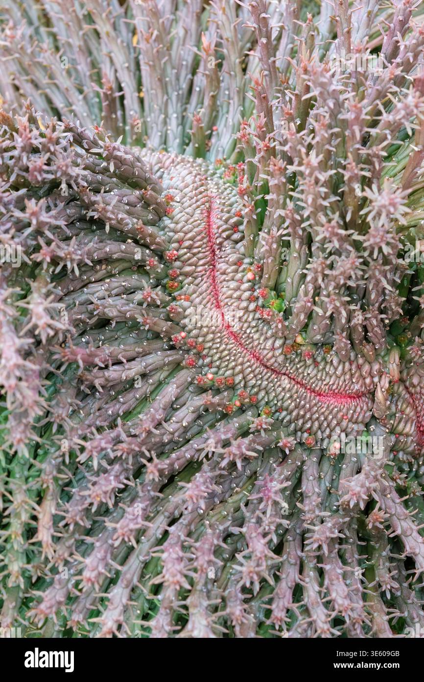 Euphorbia Flanaganii Body Crest, Crested Medusa's Head, succulenta con rami simili a serpenti con una cresta ondulata a forma di ventaglio, simile a corallo o simile a un serpente Foto Stock