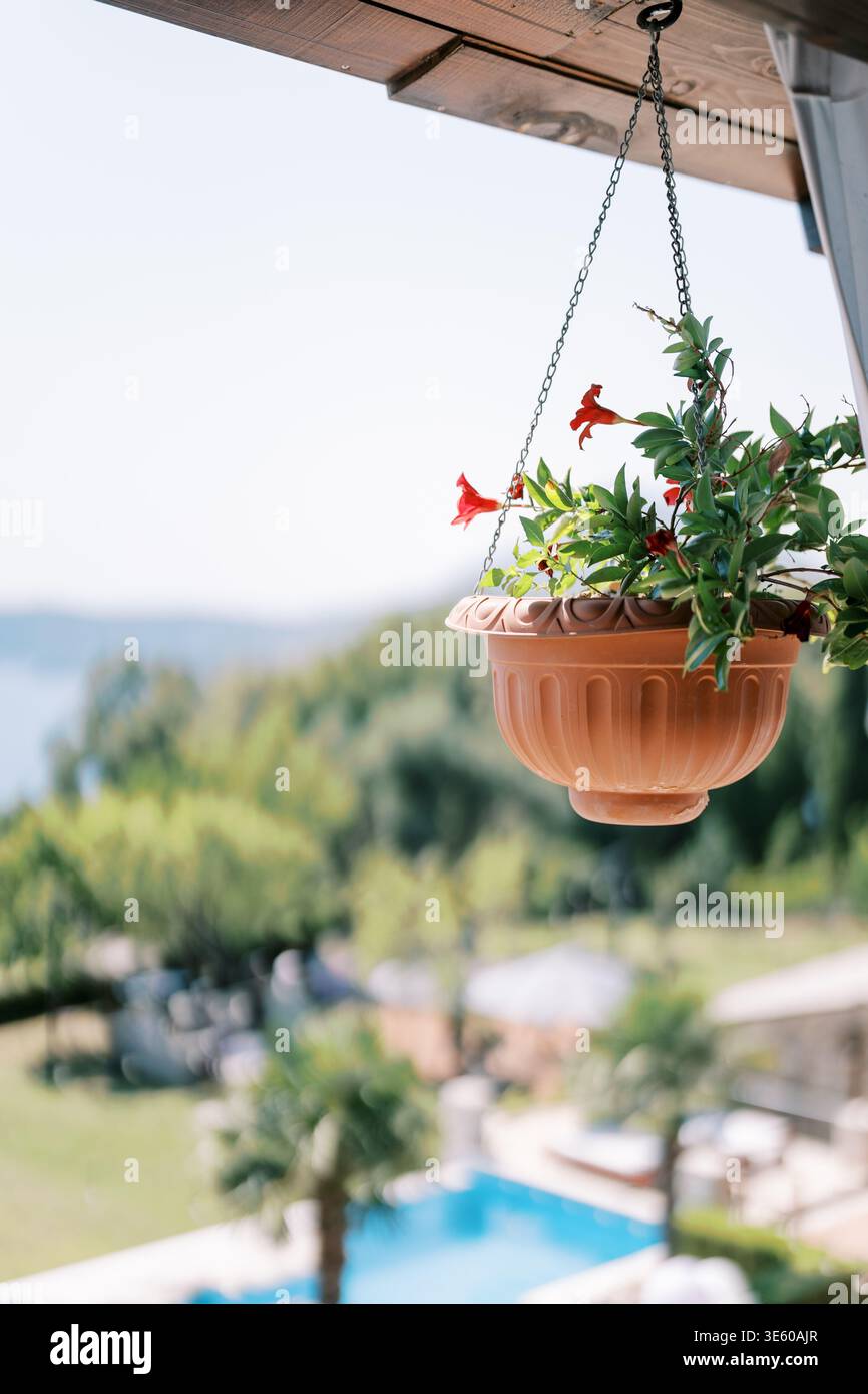 Ambiente informale all'aperto con gerani colorati e palme Foto Stock