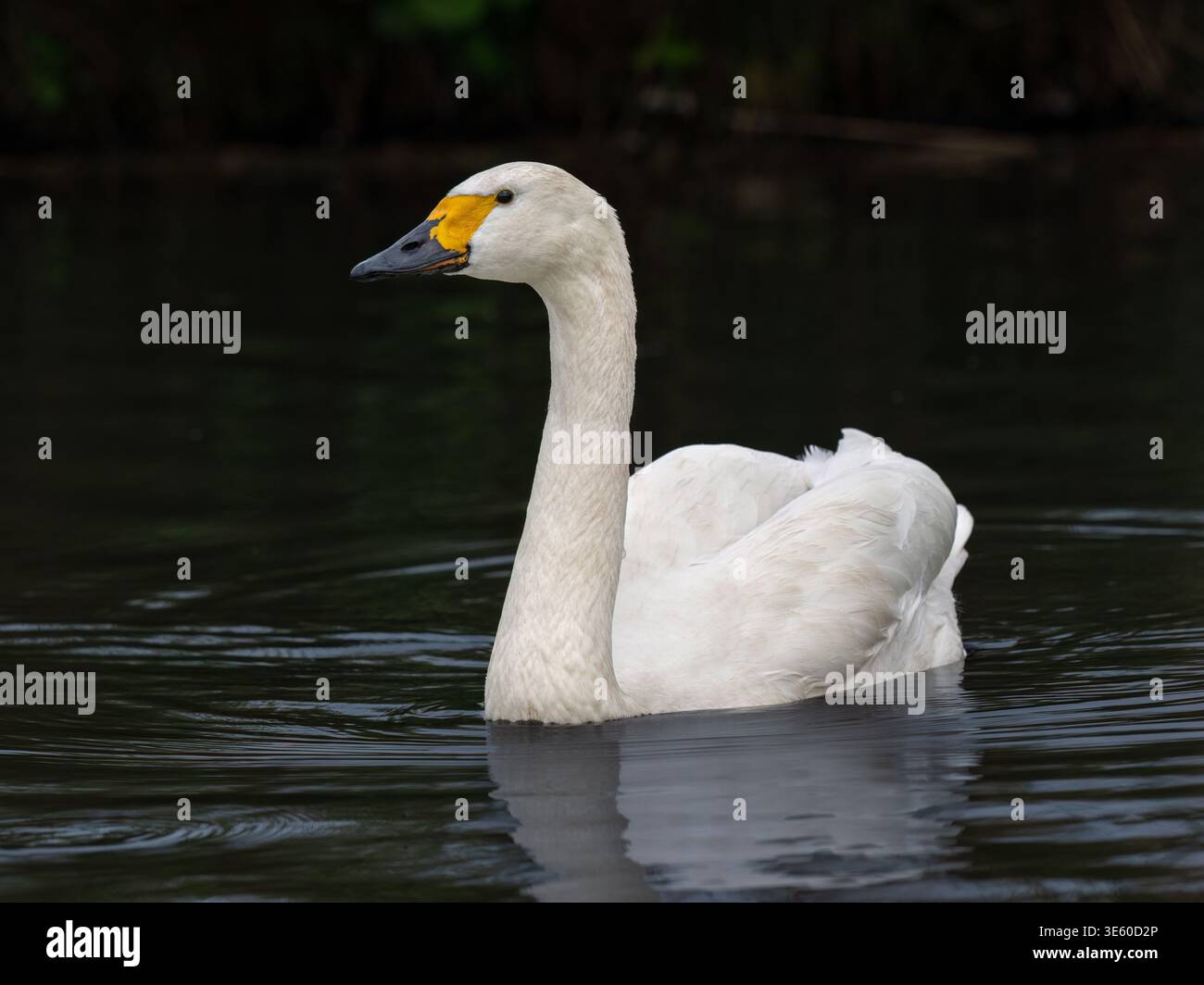 Cigno di Bewick Foto Stock