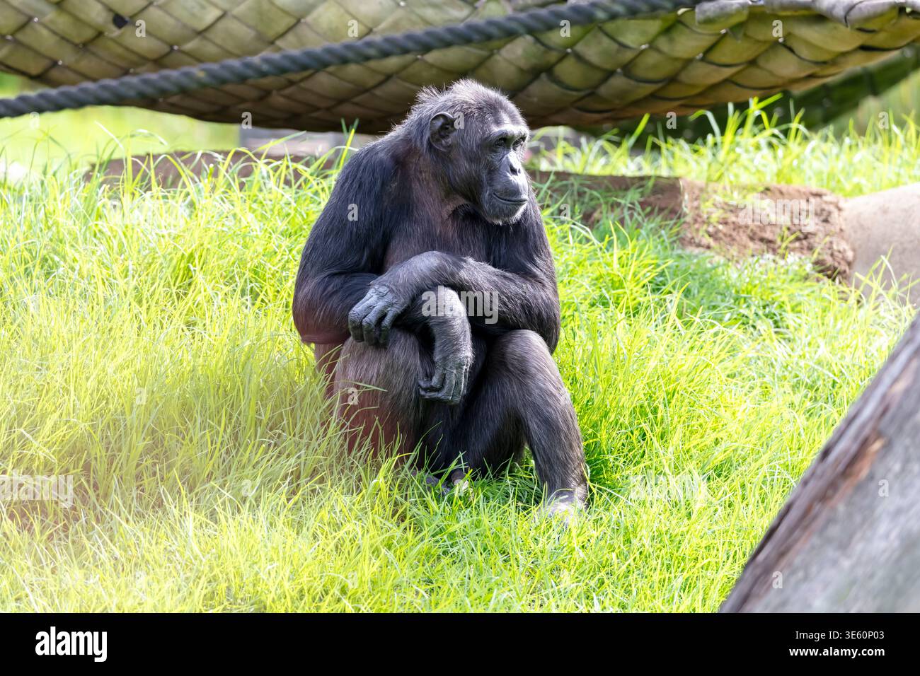 Fotografia di un Chimpanzee seduto sull'erba in una giornata di sole in un parco faunistico nella parte occidentale di Sydney nel nuovo Galles del Sud, Australia Foto Stock