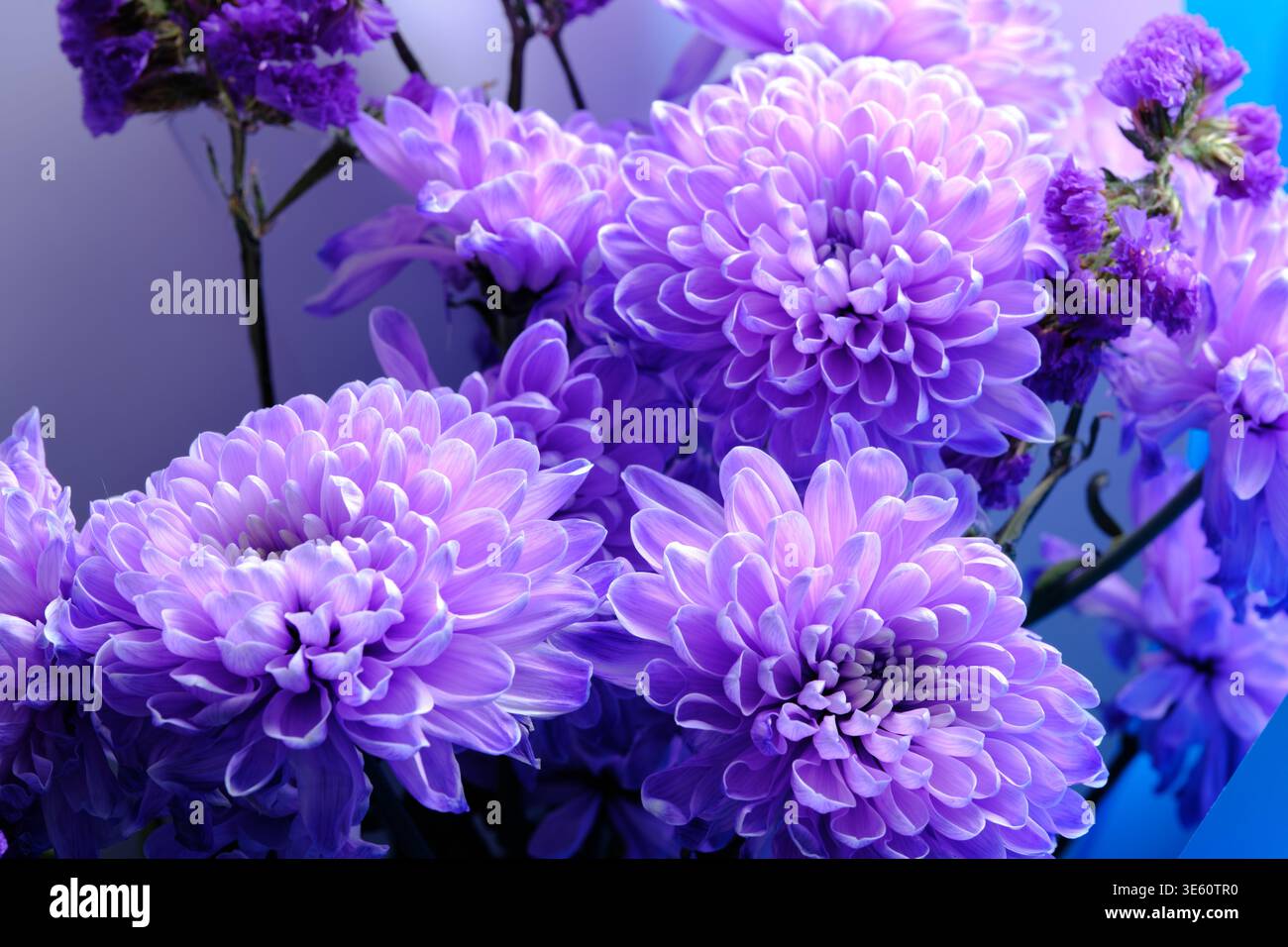 Vibrante bouquet di crisantemi viola con effetti di luce al neon, creando una scena floreale artistica e onirica Foto Stock