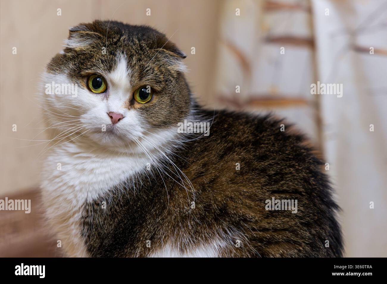 Il ritratto scozzese di gatto piegato sembra curioso all'interno. Ritratto ravvicinato di un gatto scozzese piegato con occhi rotondi luminosi e orecchie piegate seduti all'interno Foto Stock