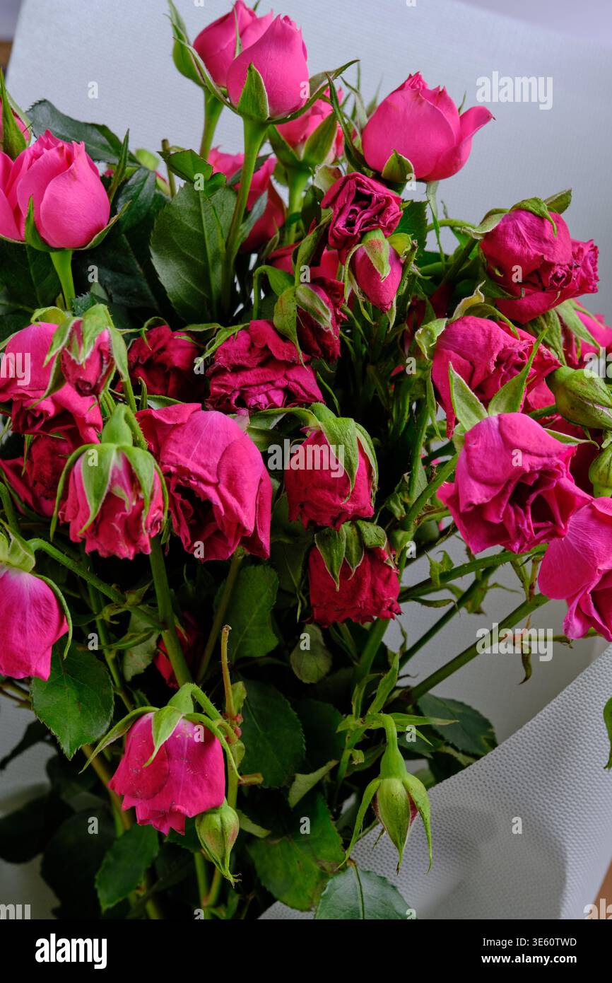 Bouquet lussureggiante rose rosa brillanti per un regalo romantico Foto Stock
