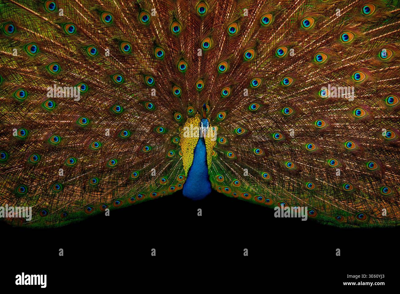 Pavo Cristatus maschio di uccelli indiani che mostra coda completamente ventilata, piume iridescenti spot, collo blu, vista frontale simmetrica, sfondo nero, dra Foto Stock