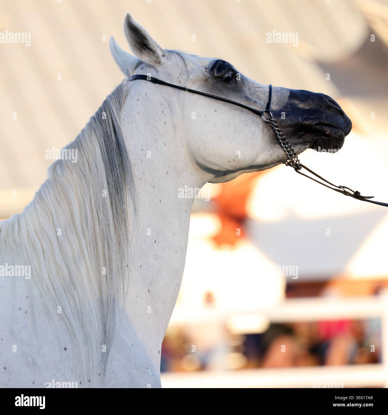 Il cavallo grigio della razza araba cammina nel paddock Foto Stock