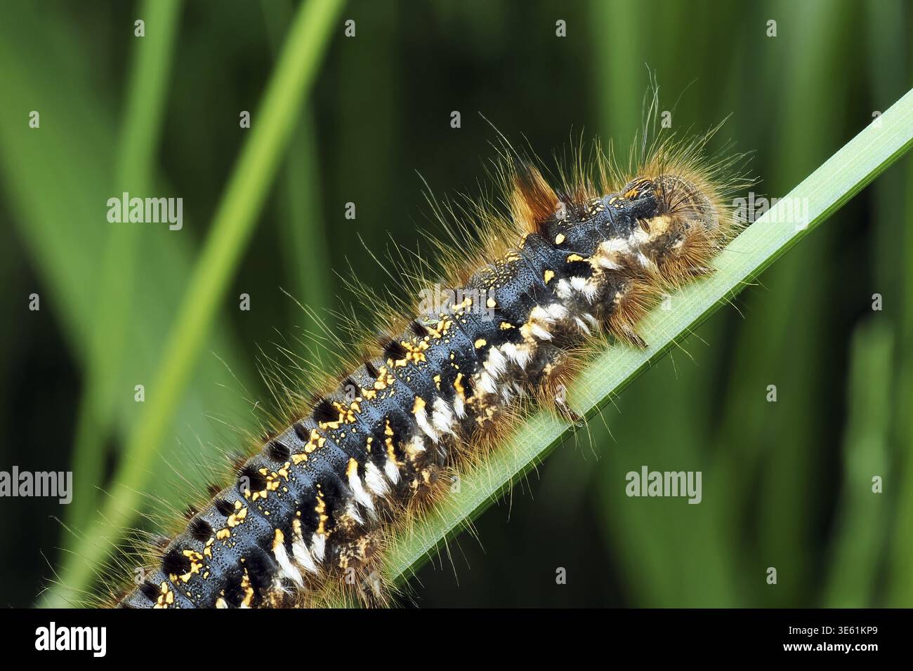 Grasshopper (Euthrix potatoria), bruco su una lama d'erba, Foresta Nera, Baden-Wuerttemberg, Germania Foto Stock