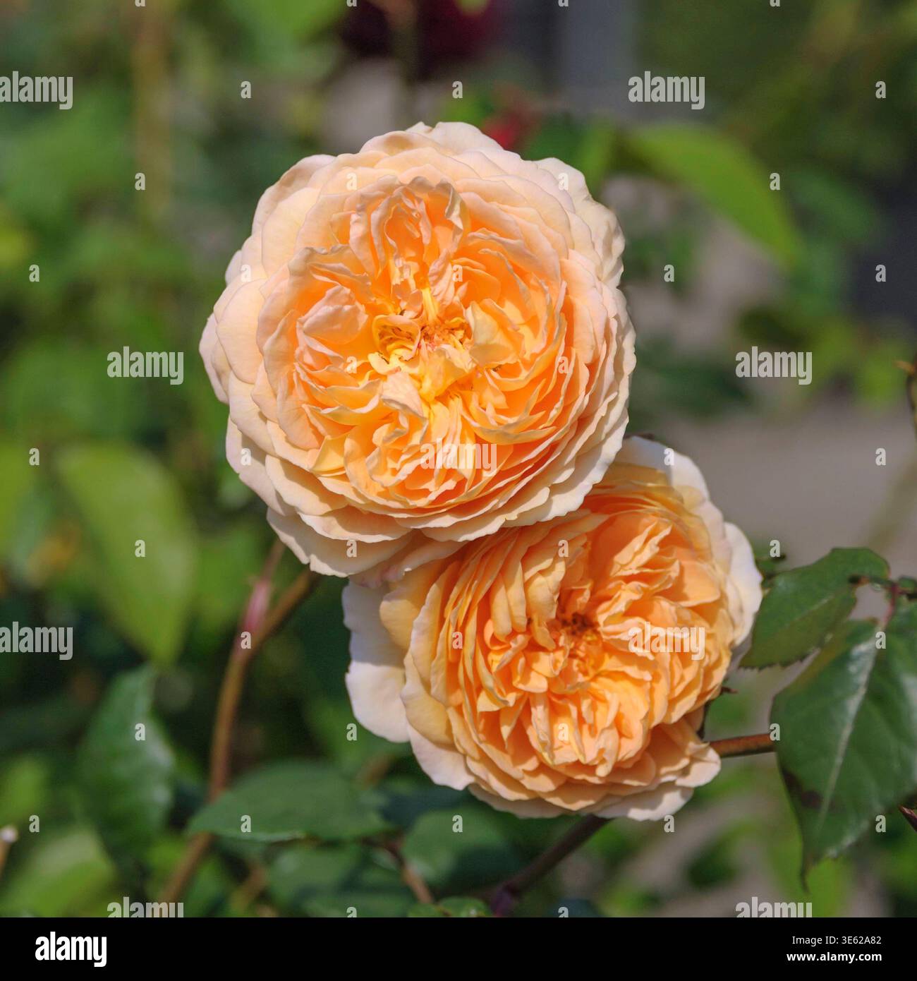 Rosa CROWN PRINCIPESSA MARGARETA McPHRM *** CORONA Rosa PRINCIPESSA MARGARETA McPHRM McPHRM DATA RECORD NON INDICATA Foto Stock