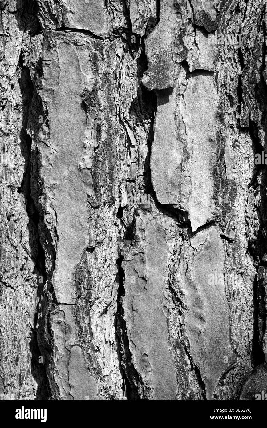 Foto monocromatica ad alto contrasto di vecchia corteccia ruvida. Schema organico naturale per lo sfondo Foto Stock