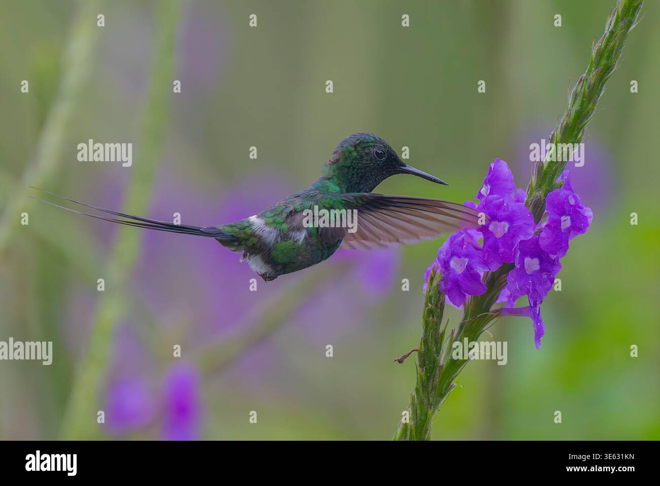 Colibrì di coda verde (Discosura conversii) che si nutre di nettare, Costa Rica Foto Stock
