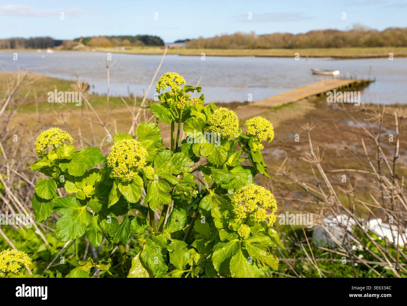Flowers of Alexanders Plant, Smyrnium olusatrum, Butley River Ferry, Suffolk, Inghilterra, REGNO UNITO Foto Stock