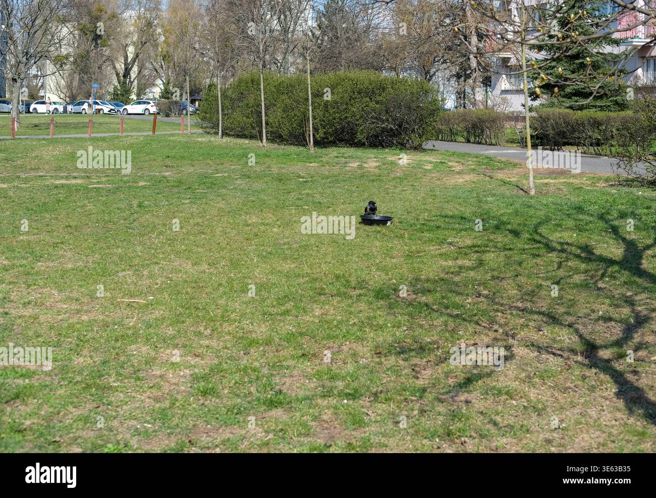 Corvo con cappuccio in piedi vicino a un piccolo serbatoio d'acqua in un parco urbano erboso con edifici residenziali sullo sfondo Foto Stock