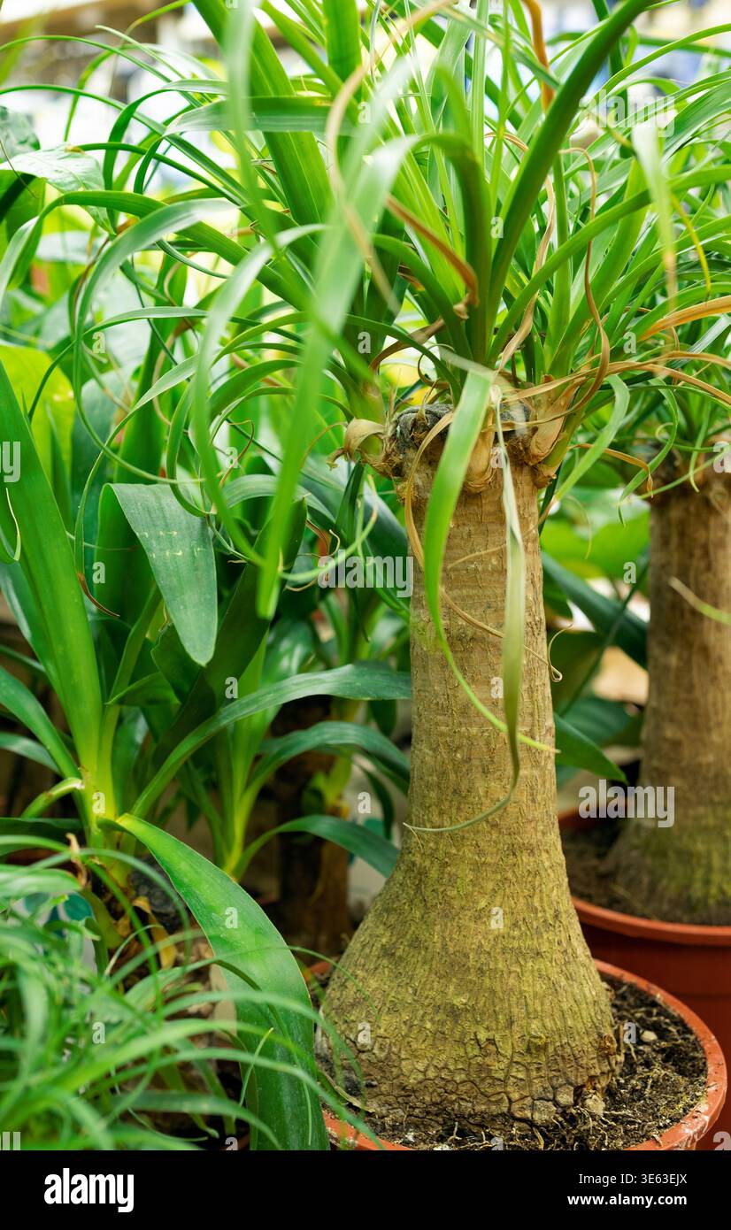 Pont-en-Royans, Francia - 3 marzo 2026: Primo piano di piante verdi di aloe vera e dracaena in vasi di plastica su uno scaffale. Sano e succulento An Foto Stock