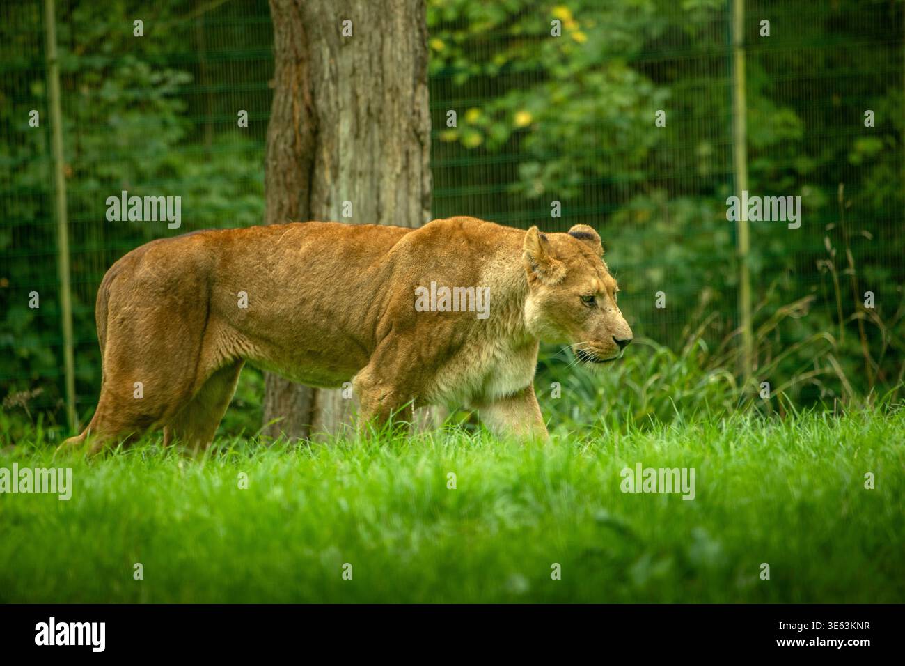 Regno Unito, Inghilterra, Wiltshire, Warminster, Longleat, safari park, leone femminile che cammina vicino al recinto perimetrale Foto Stock