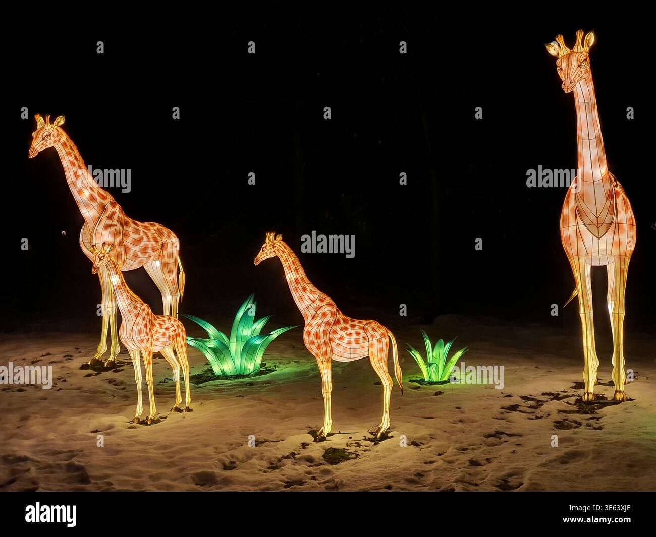 Quattro sculture di giraffa illuminate di varie dimensioni si stagliano su un terreno innevato di notte, rappresentando un gruppo familiare di adulti e giovani Foto Stock