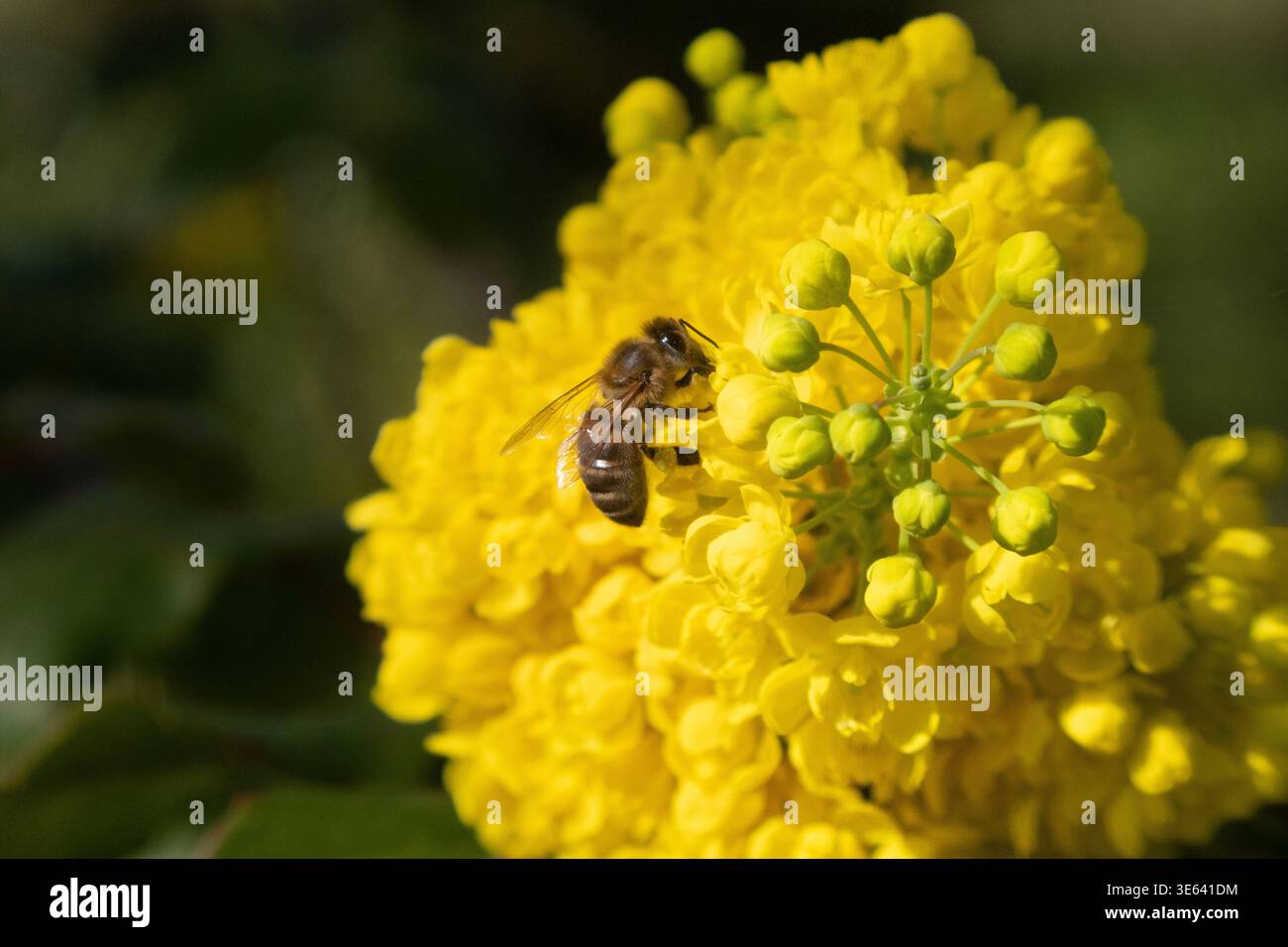 7 aprile 2025, Berlino, Germania, api da miele con cesti di polline che succhiano il nettare da un fiore del comune Mahonia. 00S250407D349CARO.JPG [VERSIONE MODELLO: NON applicabile, RILASCIO PROPRIETÀ: NO (c) caro Images / Frank sorge, http://www.caro-images.com, info@caro Foto Stock