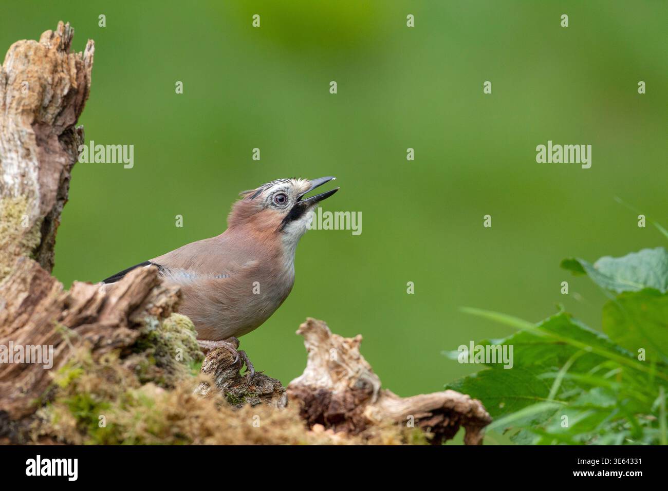 Jay, Garrulus Glandarius, ritratto con becco aperto, Scozia, Regno Unito Foto Stock