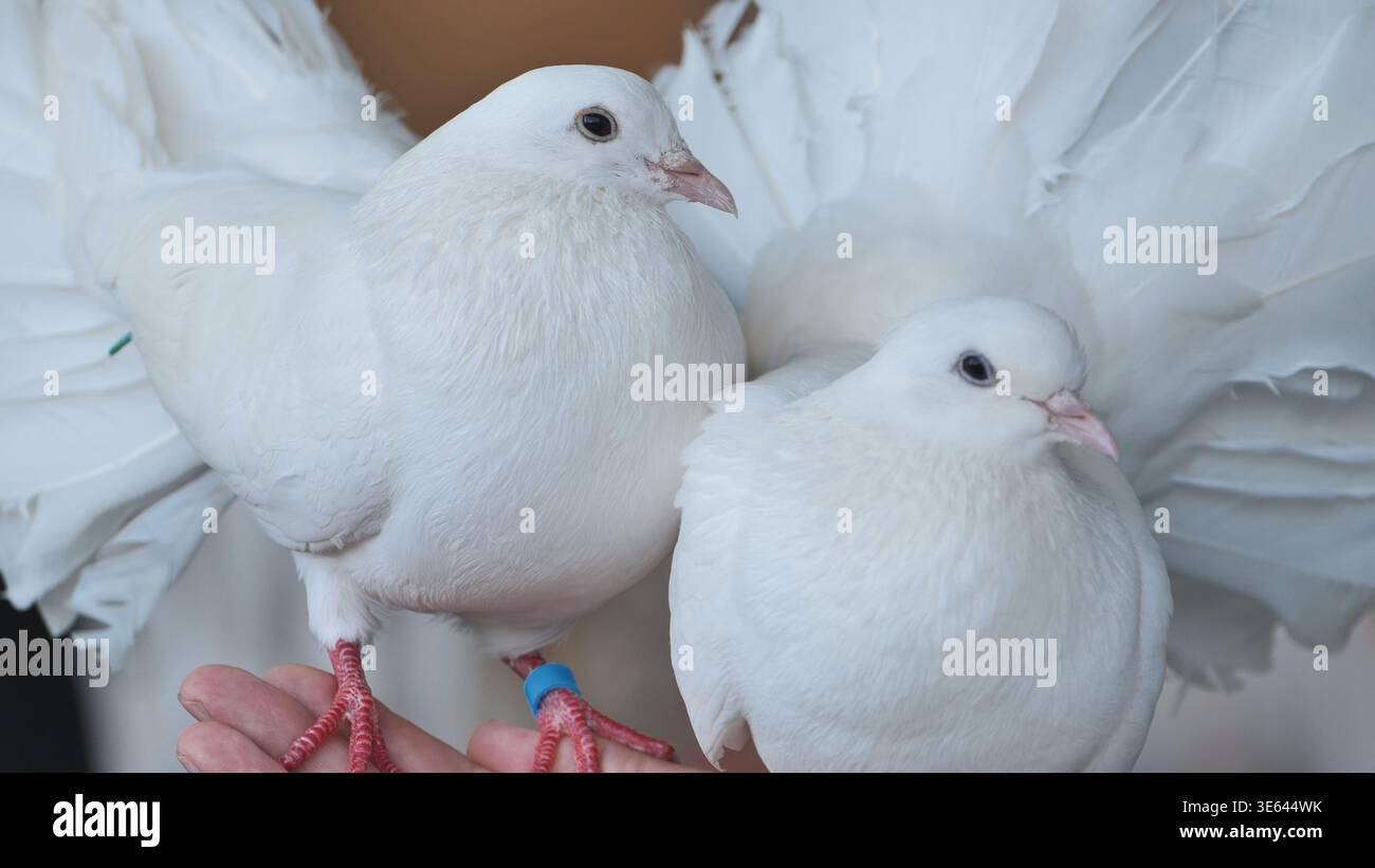 Due piccioni a coda di rondine arroccati sulla mano che rappresentano il concetto di pace, purezza e libertà Foto Stock