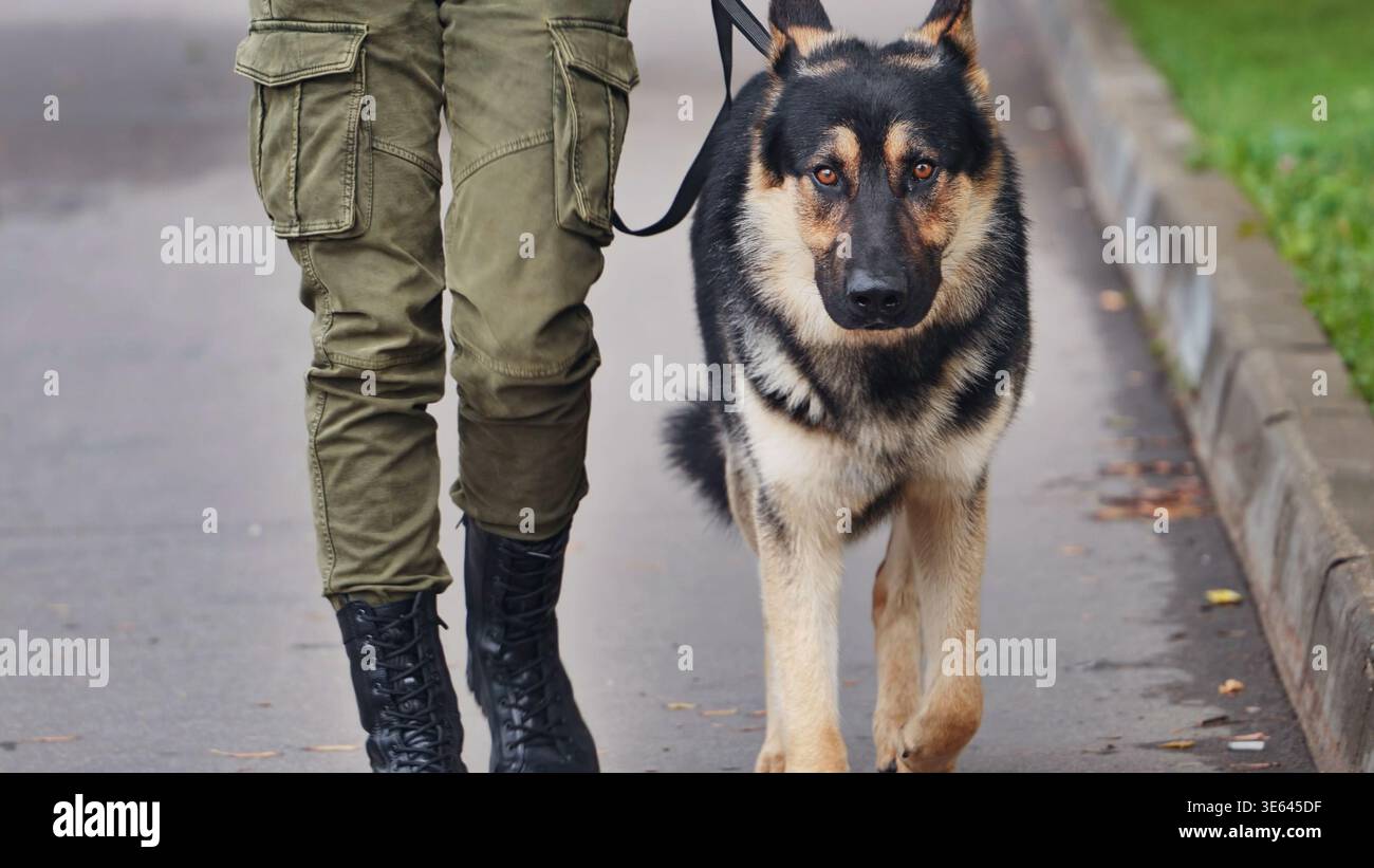 Cane pastore tedesco che cammina accanto al gestore con pantaloni cargo e stivali durante la pattuglia di servizio Foto Stock