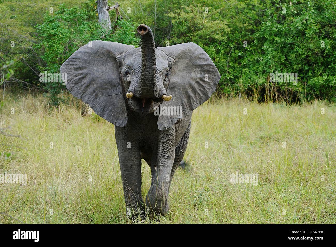 Carica elefante africano nella foresta del Parco Nazionale Saadani in TANZANIA in 2025 fredda giornata invernale di luglio. Foto Stock